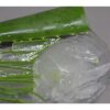 食用アロエベラ - 画像 (3)